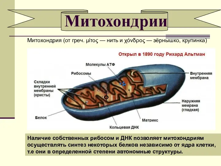 Митохондрии Наличие собственных рибосом и ДНК позволяет митохондриям осуществлять синтез