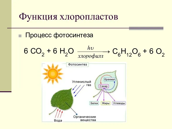 Функция хлоропластов Процесс фотосинтеза 6 СО2 + 6 Н2О → С6Н12О6 + 6 О2