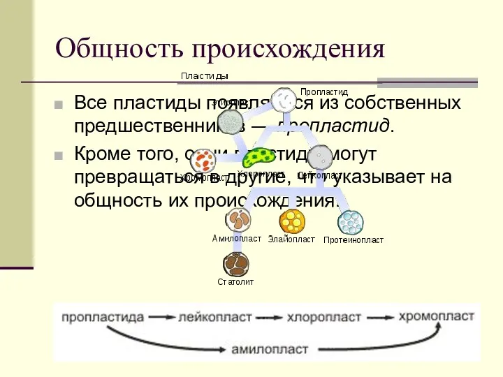 Общность происхождения Все пластиды появляются из собственных предшественников — пропластид.