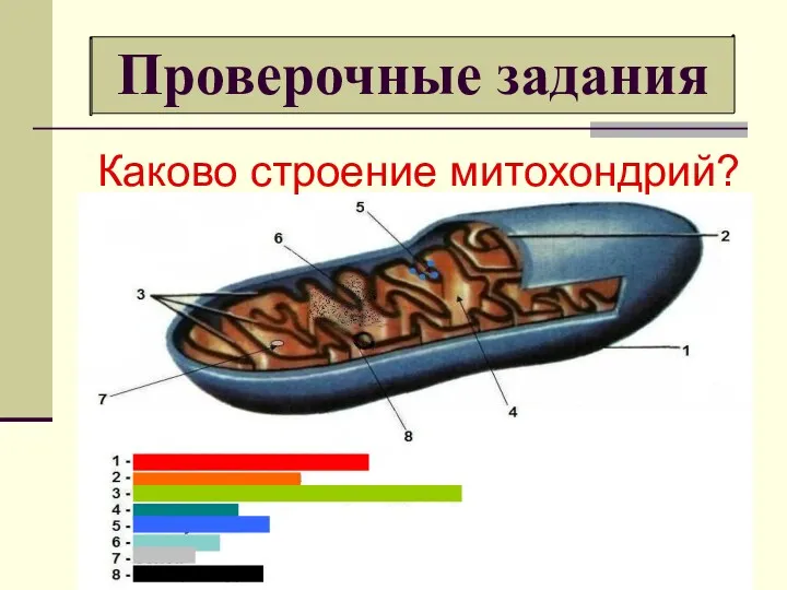 Проверочные задания Каково строение митохондрий?