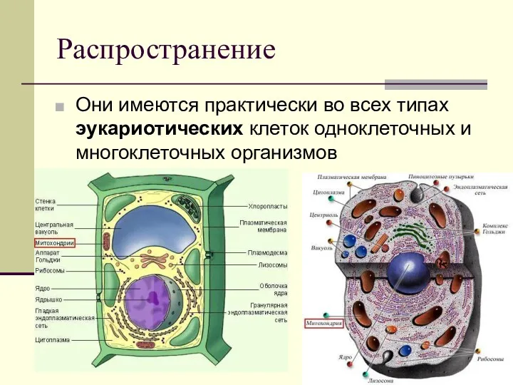 Распространение Они имеются практически во всех типах эукариотических клеток одноклеточных и многоклеточных организмов