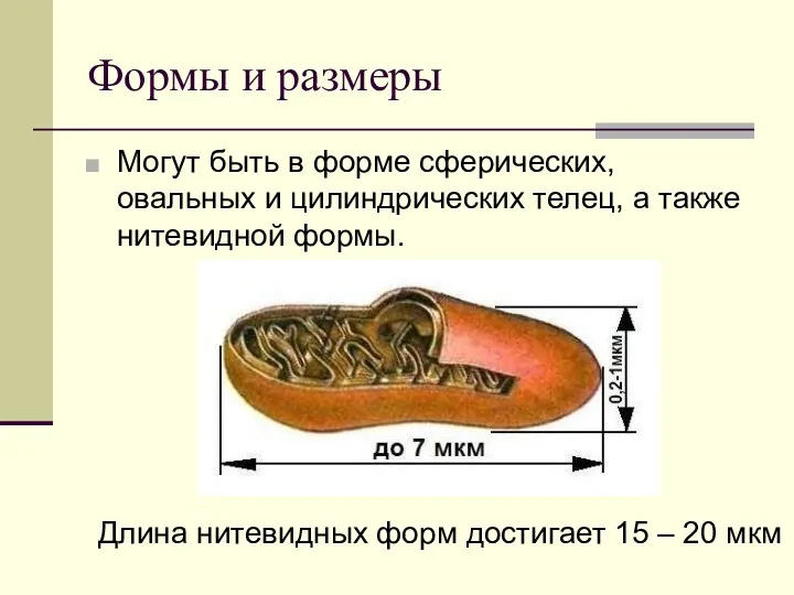 Формы и размеры Могут быть в форме сферических, овальных и