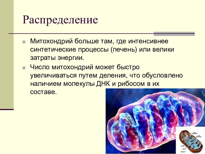 Распределение Митохондрий больше там, где интенсивнее синтетические процессы (печень) или