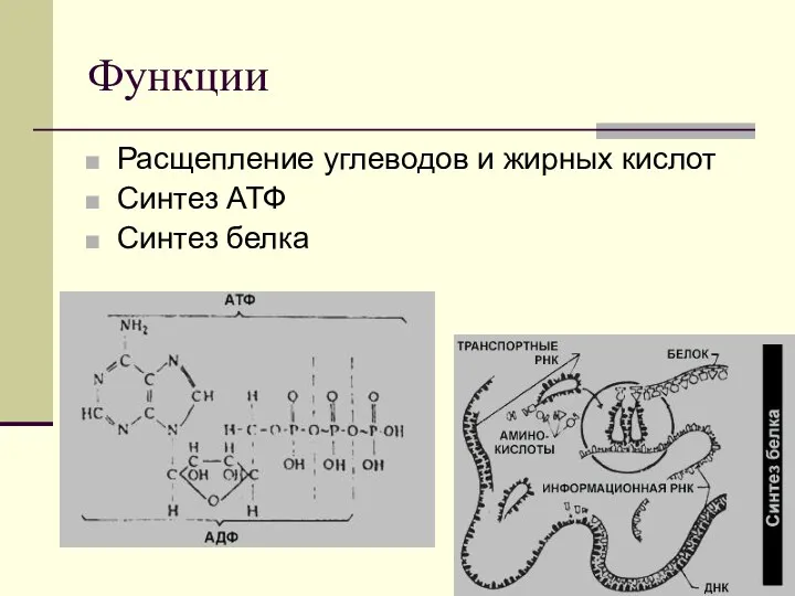 Функции Расщепление углеводов и жирных кислот Синтез АТФ Синтез белка