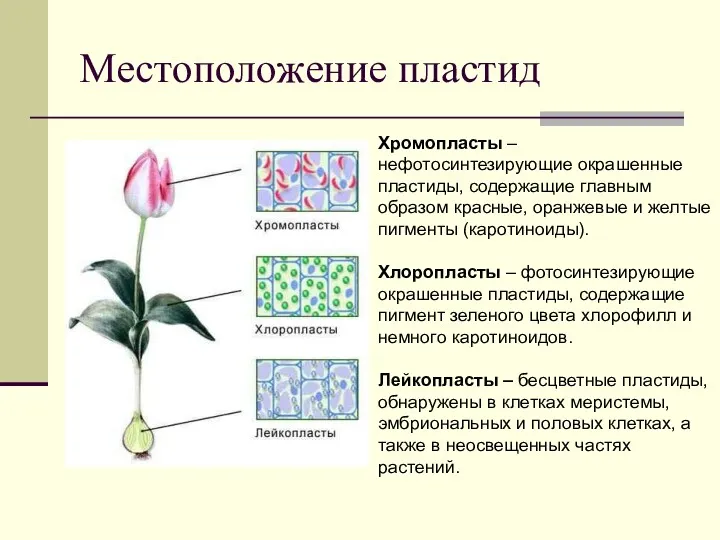 Местоположение пластид Хромопласты – нефотосинтезирующие окрашенные пластиды, содержащие главным образом