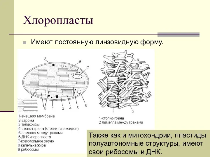 Хлоропласты Имеют постоянную линзовидную форму. Также как и митохондрии, пластиды