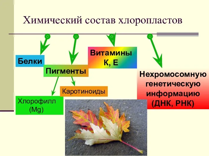 Химический состав хлоропластов Белки Пигменты Витамины К, Е Нехромосомную генетическую информацию (ДНК, РНК) Хлорофилл (Mg) Каротиноиды