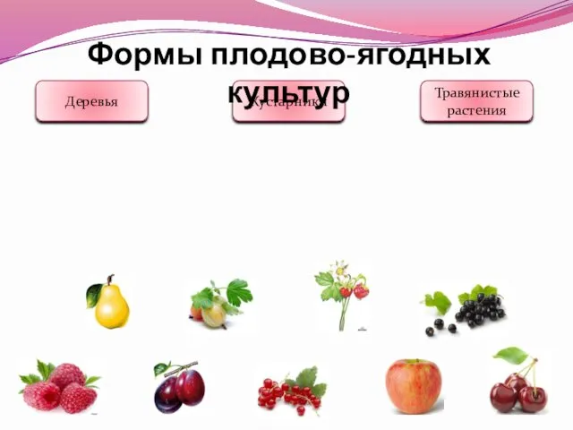 Деревья Кустарники Травянистые растения Формы плодово-ягодных культур