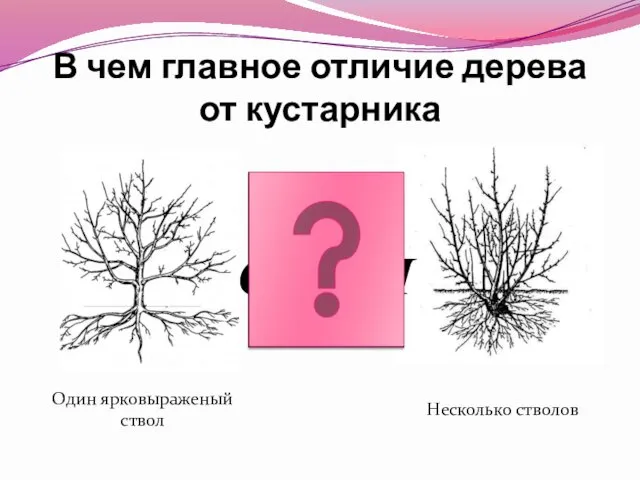 В чем главное отличие дерева от кустарника СТВОЛ Один ярковыраженый ствол Несколько стволов