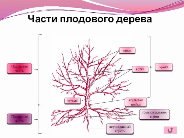 Части плодового дерева Надземная часть Подземная часть ствол штамб корневая