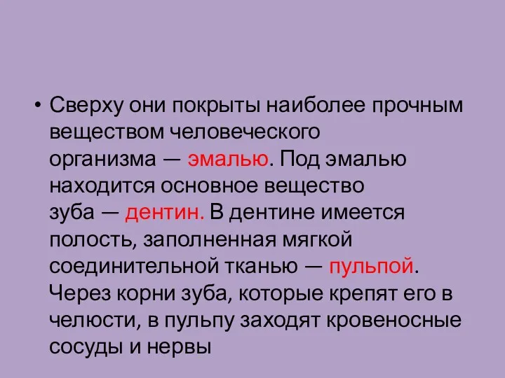 Сверху они покрыты наиболее прочным веществом человеческого организма — эмалью.