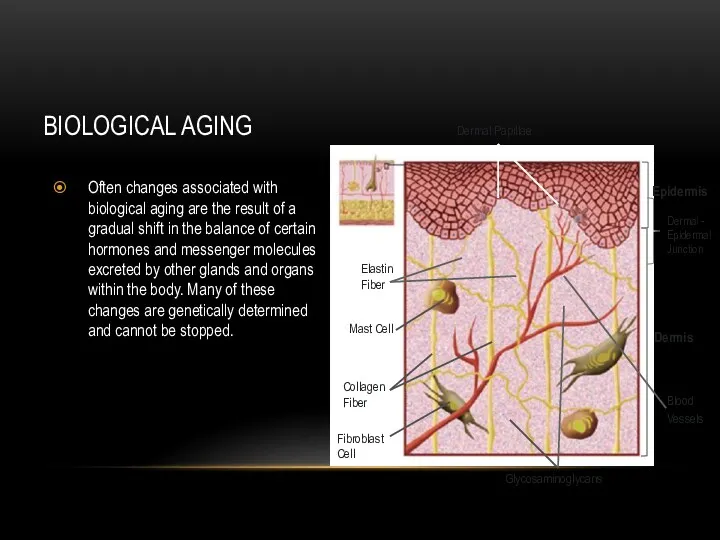 BIOLOGICAL AGING Often changes associated with biological aging are the