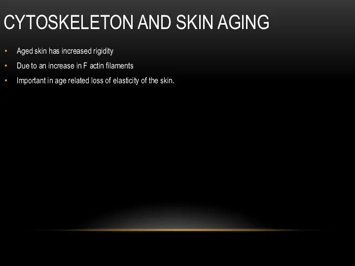 CYTOSKELETON AND SKIN AGING Aged skin has increased rigidity Due to an increase