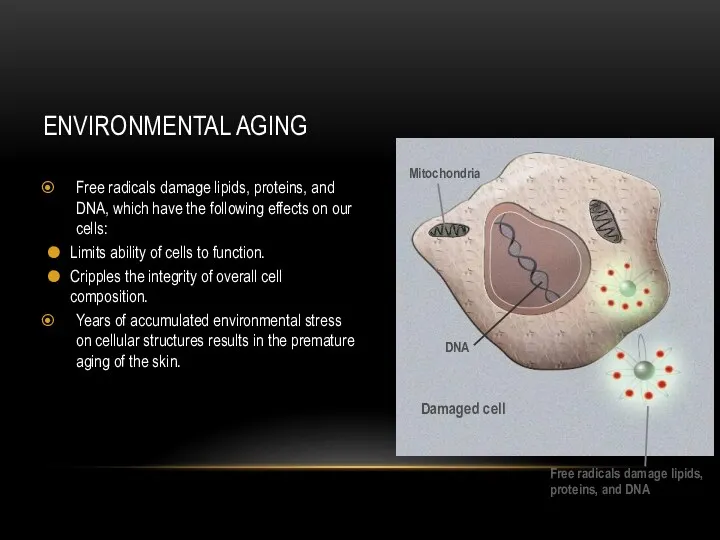 ENVIRONMENTAL AGING Free radicals damage lipids, proteins, and DNA, which have the following