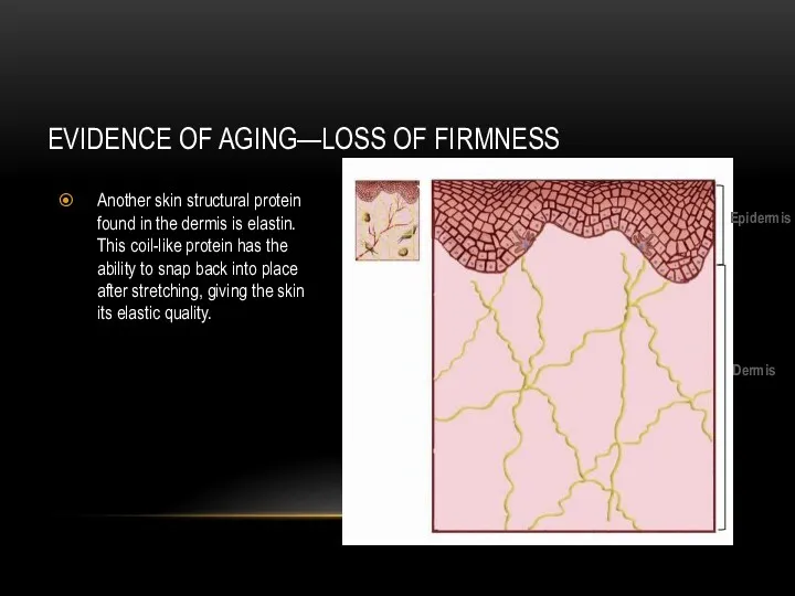 EVIDENCE OF AGING—LOSS OF FIRMNESS Another skin structural protein found in the dermis