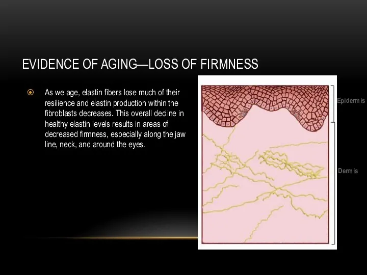 EVIDENCE OF AGING—LOSS OF FIRMNESS As we age, elastin fibers lose much of