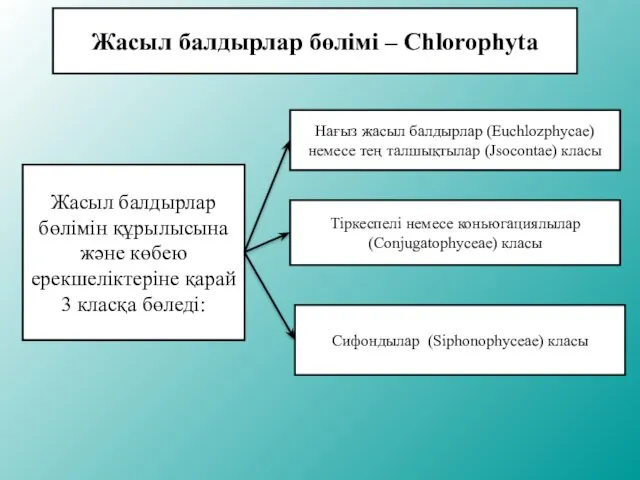 Жасыл балдырлар бөлімі – Chlorophyta Жасыл балдырлар бөлімін құрылысына және