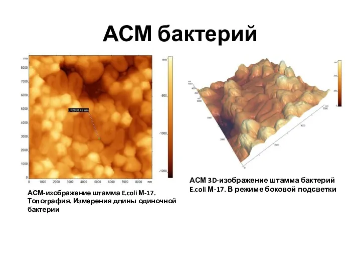 АСМ бактерий АСМ 3D-изображение штамма бактерий E.coli М-17. В режиме боковой подсветки АСМ-изображение