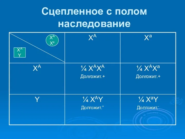 Сцепленное с полом наследование XАXа XАY