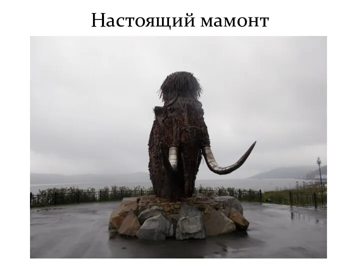 Настоящий мамонт