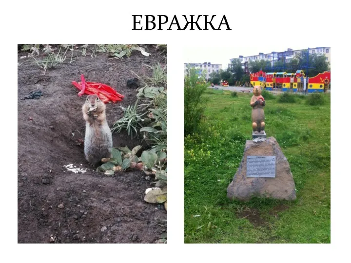 ЕВРАЖКА