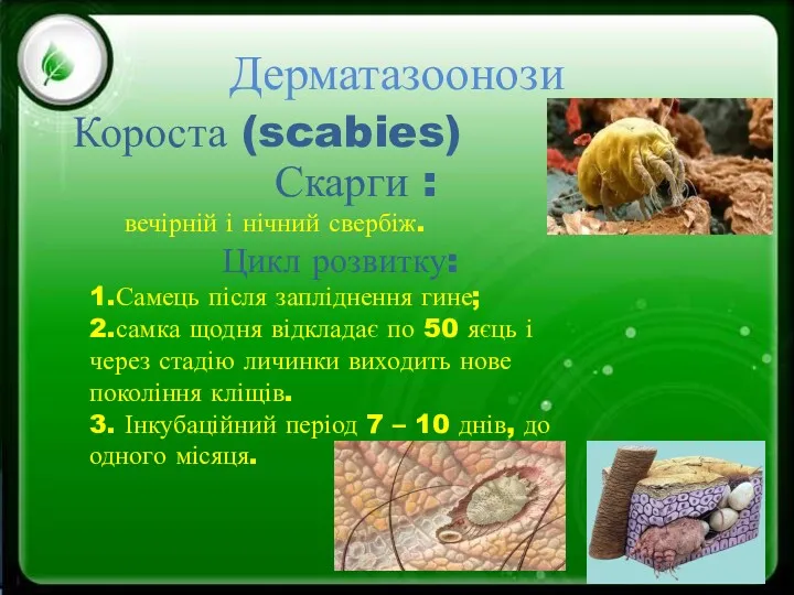 Дерматазоонози Короста (scabies) Скарги : вечірній і нічний свербіж. Цикл