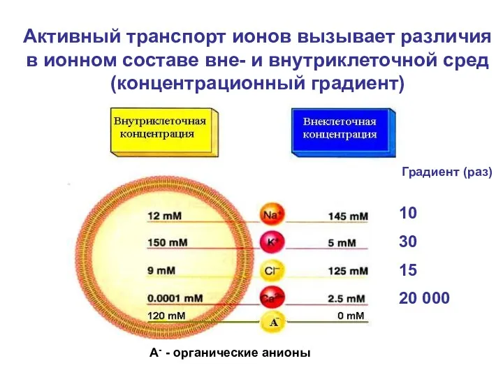 А- - органические анионы 10 30 15 20 000 Активный