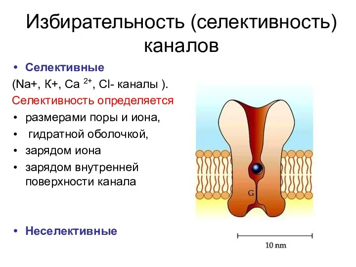 Избирательность (селективность) каналов Селективные (Na+, К+, Са 2+, Cl- каналы