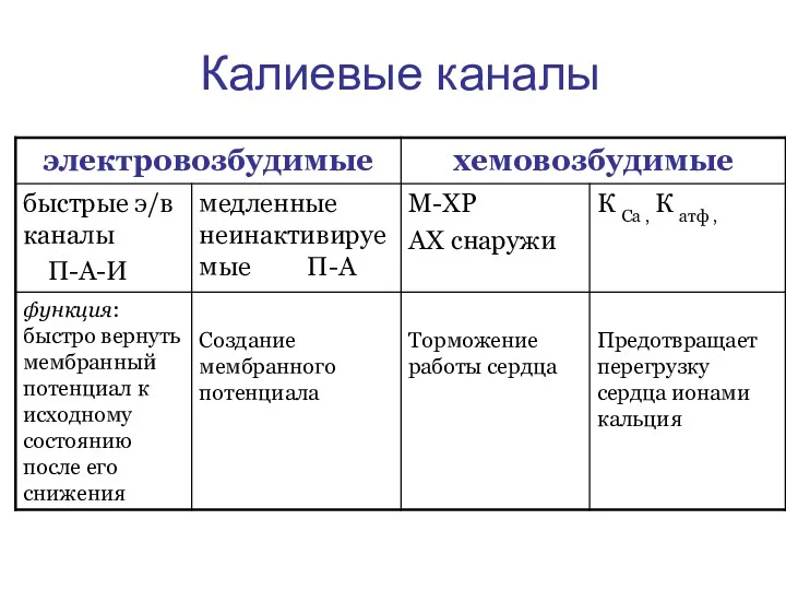 Калиевые каналы