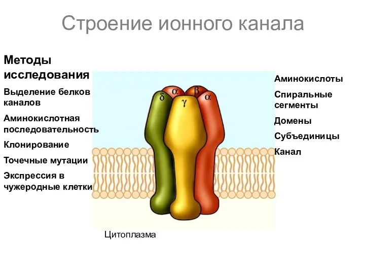 Строение ионного канала Цитоплазма Аминокислоты Спиральные сегменты Домены Субъединицы Канал