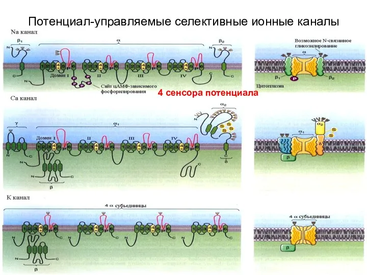 Потенциал-управляемые селективные ионные каналы 4 сенсора потенциала