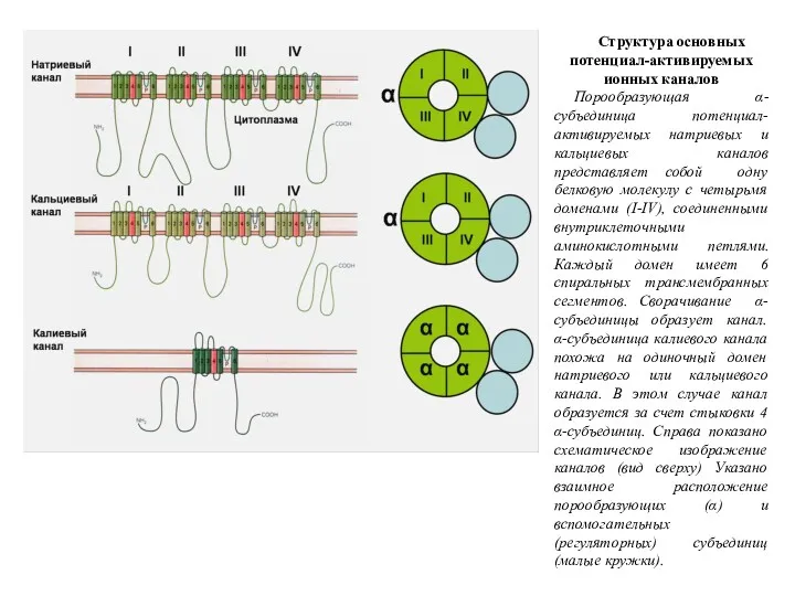 Структура основных потенциал-активируемых ионных каналов Порообразующая α-субъединица потенциал-активируемых натриевых и