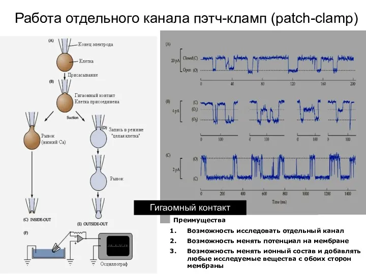 Работа отдельного канала пэтч-кламп (patch-clamp) Преимущества Возможность исследовать отдельный канал