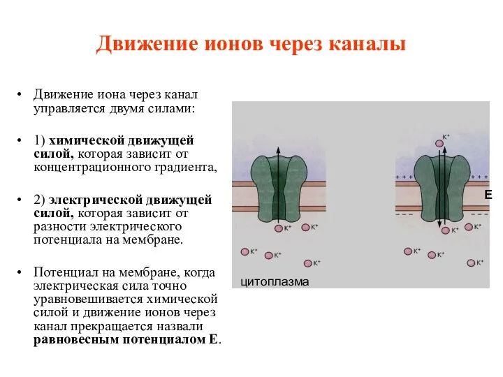 Движение ионов через каналы Движение иона через канал управляется двумя