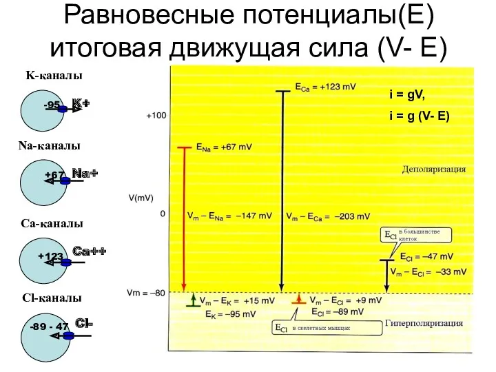 Равновесные потенциалы(Е) итоговая движущая сила (V- Е) Cl- -89 -