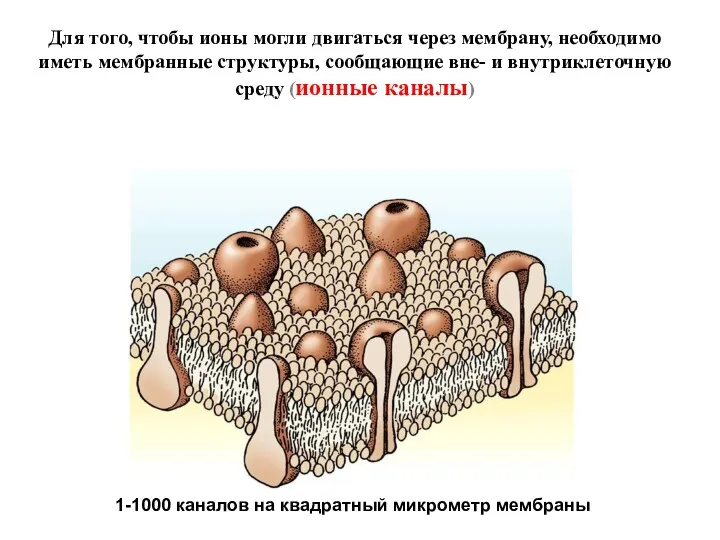 Для того, чтобы ионы могли двигаться через мембрану, необходимо иметь