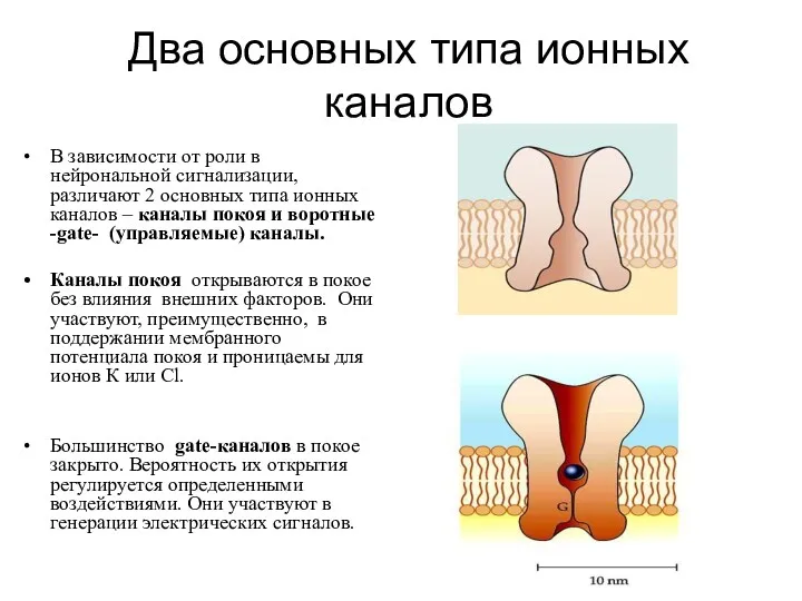 Два основных типа ионных каналов В зависимости от роли в