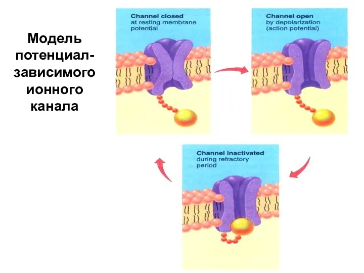 Модель потенциал-зависимого ионного канала