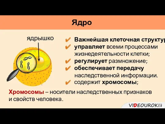 Важнейшая клеточная структура; управляет всеми процессами жизнедеятельности клетки; регулирует размножение;