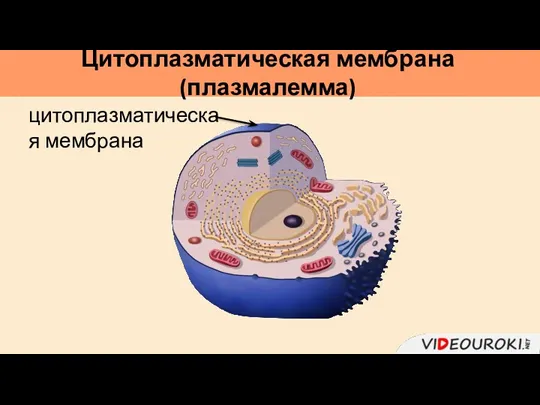 Цитоплазматическая мембрана (плазмалемма) цитоплазматическая мембрана