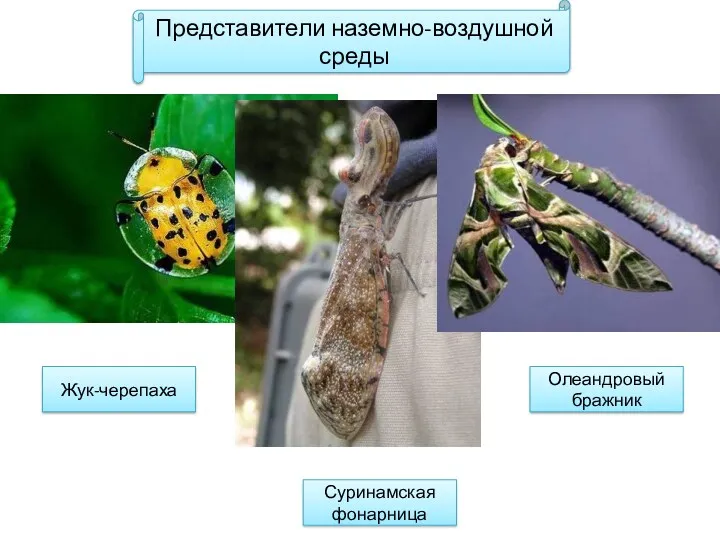 Представители наземно-воздушной среды ЖИВОТНЫЕ Членистоногие Насекомые Жук-черепаха Суринамская фонарница Олеандровый бражник