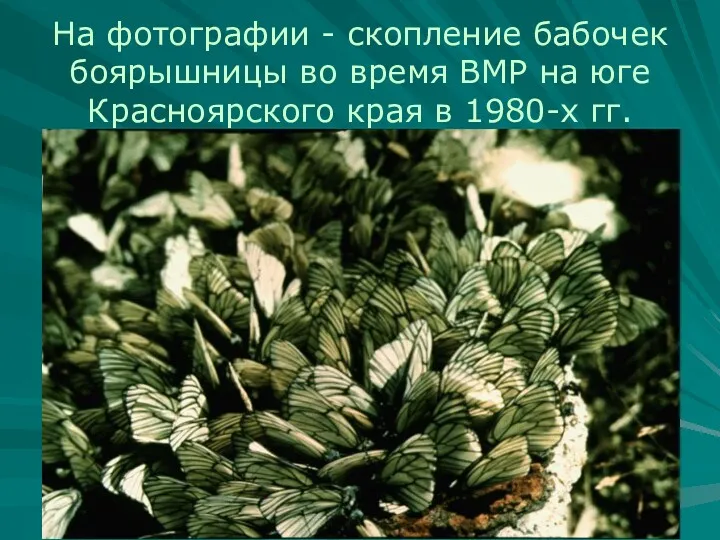 На фотографии - скопление бабочек боярышницы во время ВМР на юге Красноярского края в 1980-х гг.