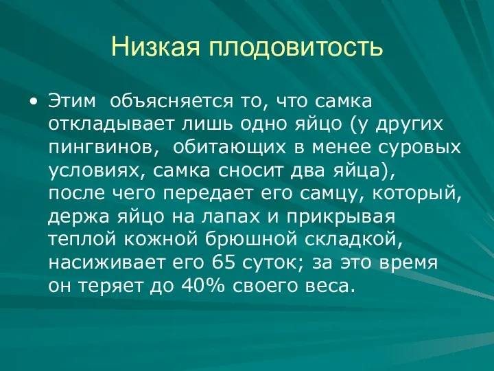 Низкая плодовитость Этим объясняется то, что самка откладывает лишь одно