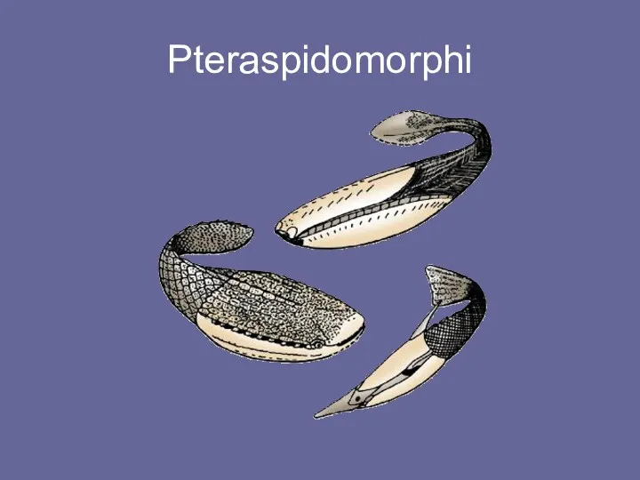 Pteraspidomorphi