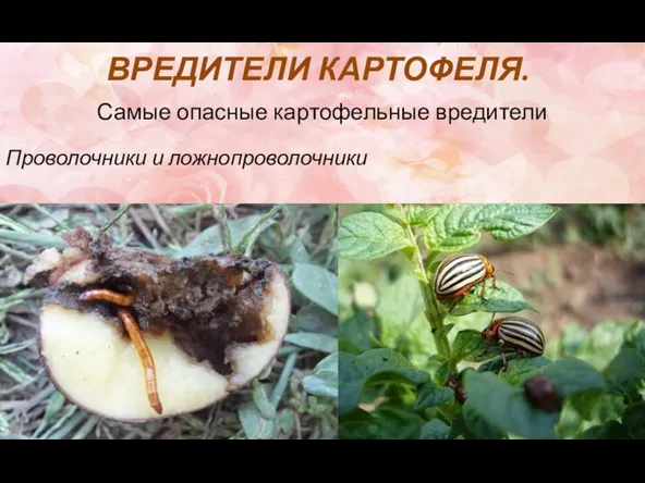 ВРЕДИТЕЛИ КАРТОФЕЛЯ. Самые опасные картофельные вредители Проволочники и ложнопроволочники Колорадский жук.