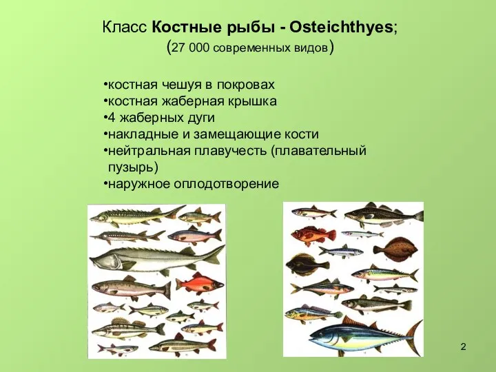 Класс Костные рыбы - Osteichthyes; (27 000 современных видов) костная