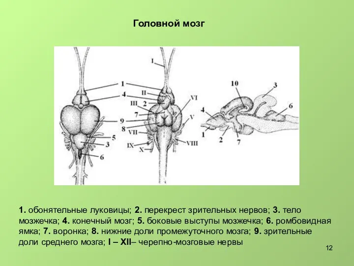 Головной мозг 1. обонятельные луковицы; 2. перекрест зрительных нервов; 3.