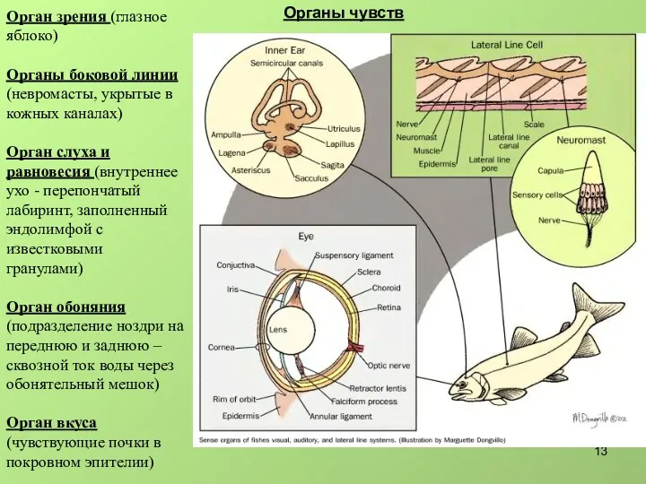 Орган зрения (глазное яблоко) Органы боковой линии (невромасты, укрытые в