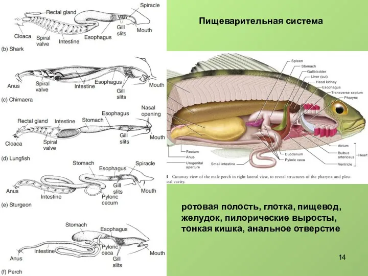 Пищеварительная система ротовая полость, глотка, пищевод, желудок, пилорические выросты, тонкая кишка, анальное отверстие