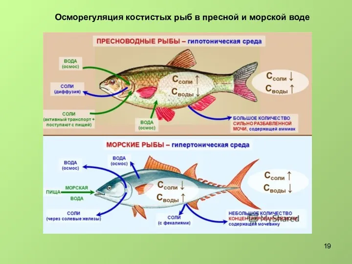 Осморегуляция костистых рыб в пресной и морской воде